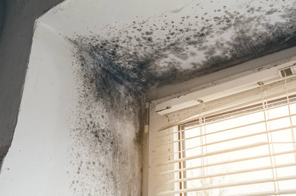 Affordable Commercial Mold Remediation solutions in Alpine, NJ